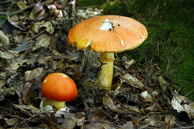  Image name: Amanita_caesarea4.jpg 
 width: 640 pixel 
 height: 427 pixel 
 Size: 132875 bytes 
 Click to enlarge 